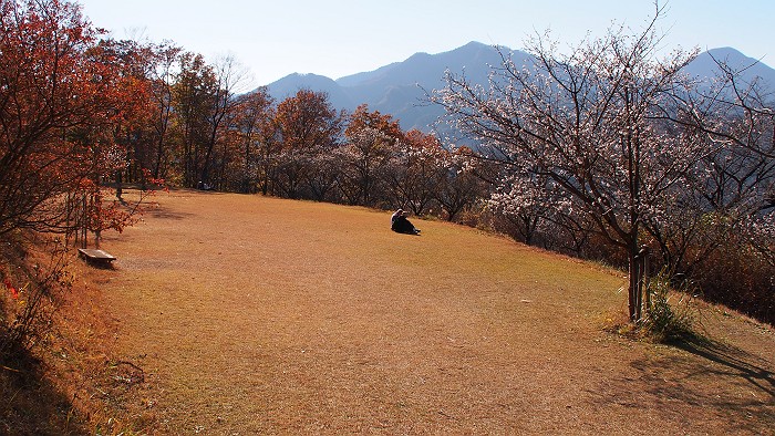 2014年11月22日　(続) 桜山　紅葉と桜 by nan_chan