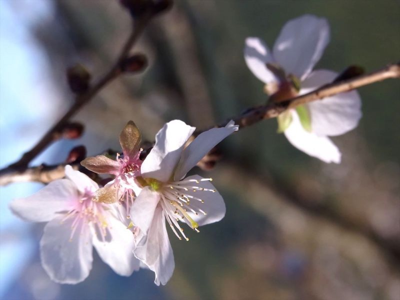 2013年11月20日　桜山（初）　冬桜観賞ハイキング　城峰公園オマケ付き by tatsuca