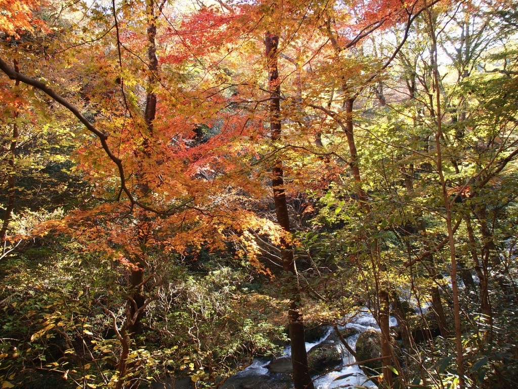 2013年11月13日 茨城県民の日♪おいでよ茨城に♪花貫渓谷、横根山、都室山、土岳、里山歩き♪ヽ(´▽｀)/ by robakun