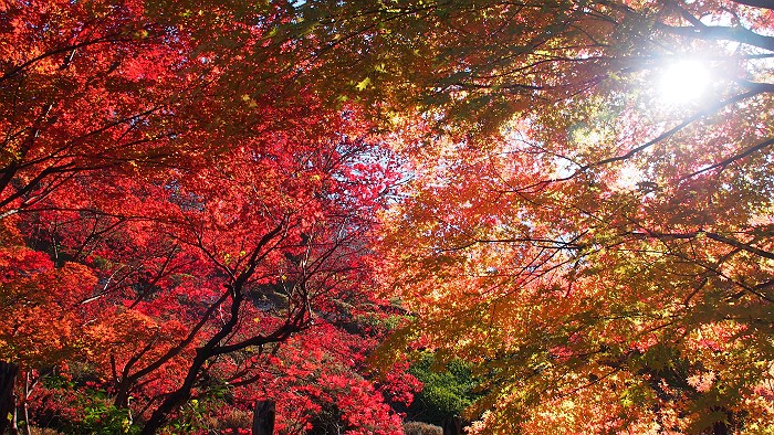 2014年11月22日　(続) 桜山　紅葉と桜 by nan_chan