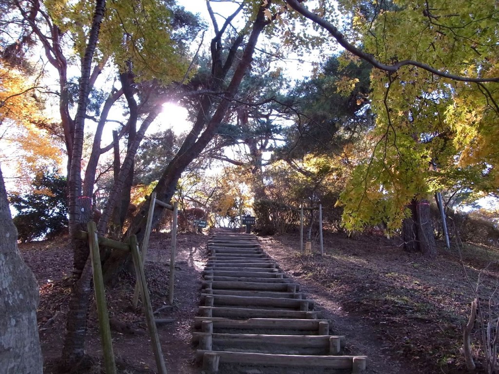 2013年11月20日　桜山（初）　冬桜観賞ハイキング　城峰公園オマケ付き by tatsuca