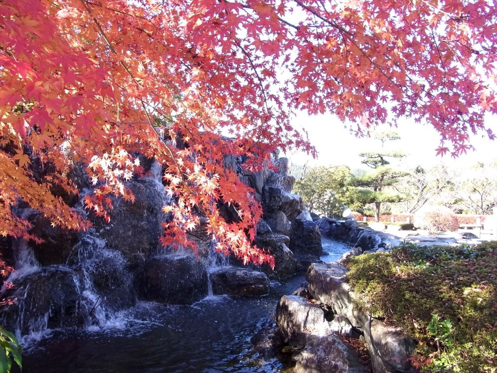 2013年11月20日　桜山（初）　冬桜観賞ハイキング　城峰公園オマケ付き by tatsuca