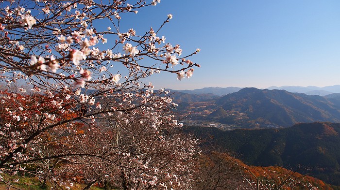 2014年11月22日　(続) 桜山　紅葉と桜 by nan_chan