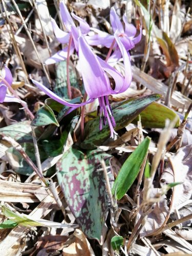 カタクリの花