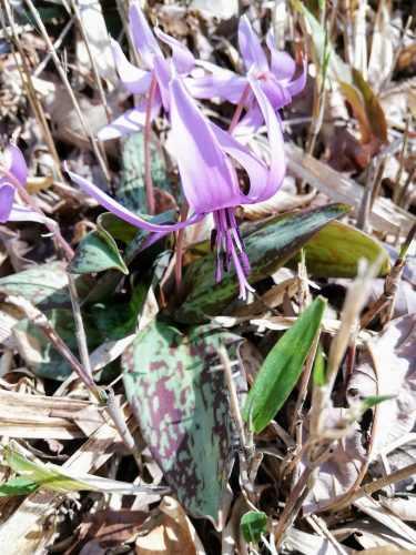 カタクリの花