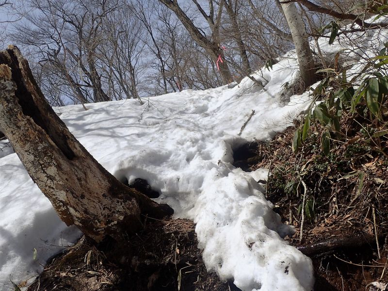 ドーダン林 蔵王 面白山 船形山 ヤマレコ