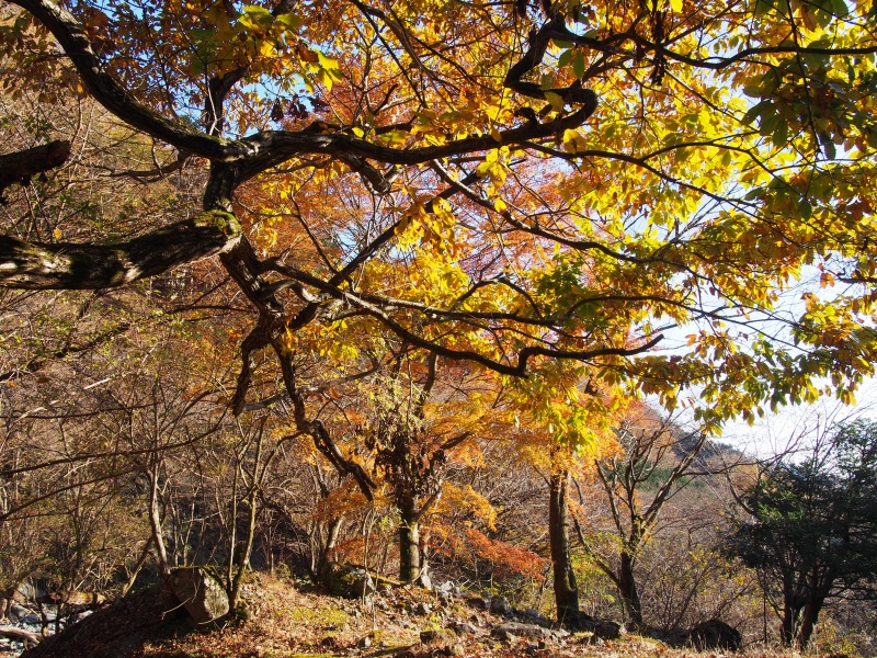 戸沢山荘 600m 丹沢 ヤマレコ