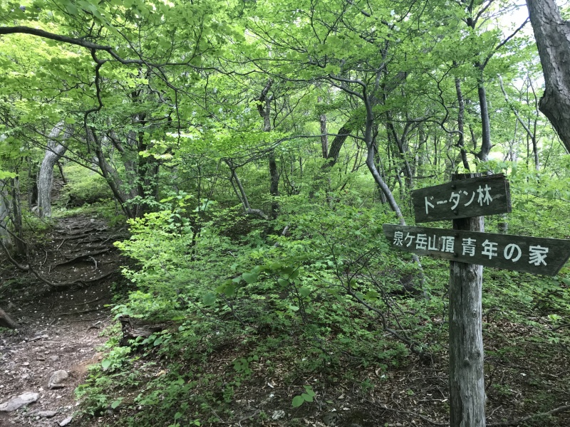 ドーダン林 蔵王 面白山 船形山 ヤマレコ