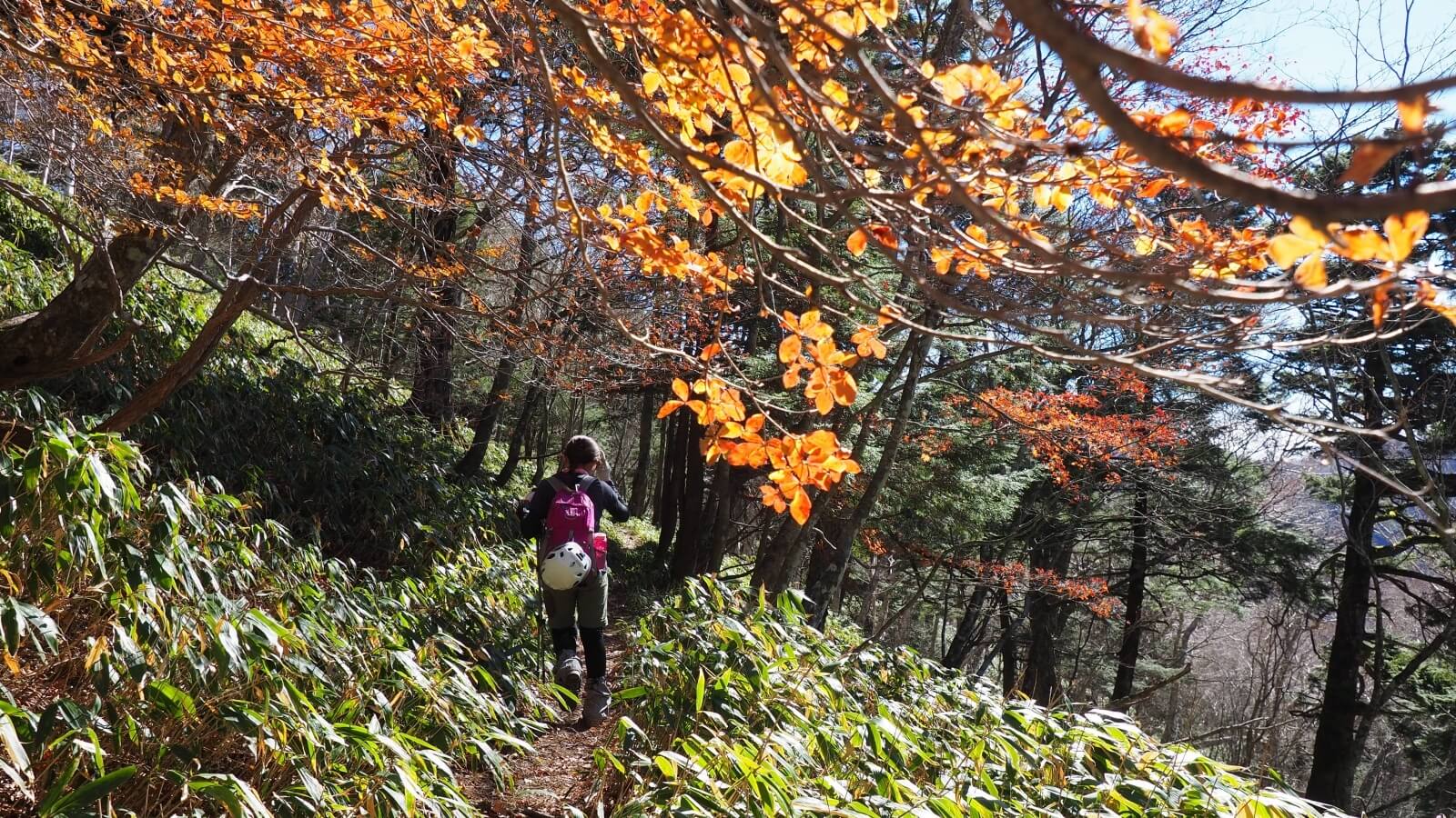 "六林班峠〜樺平:登山道"