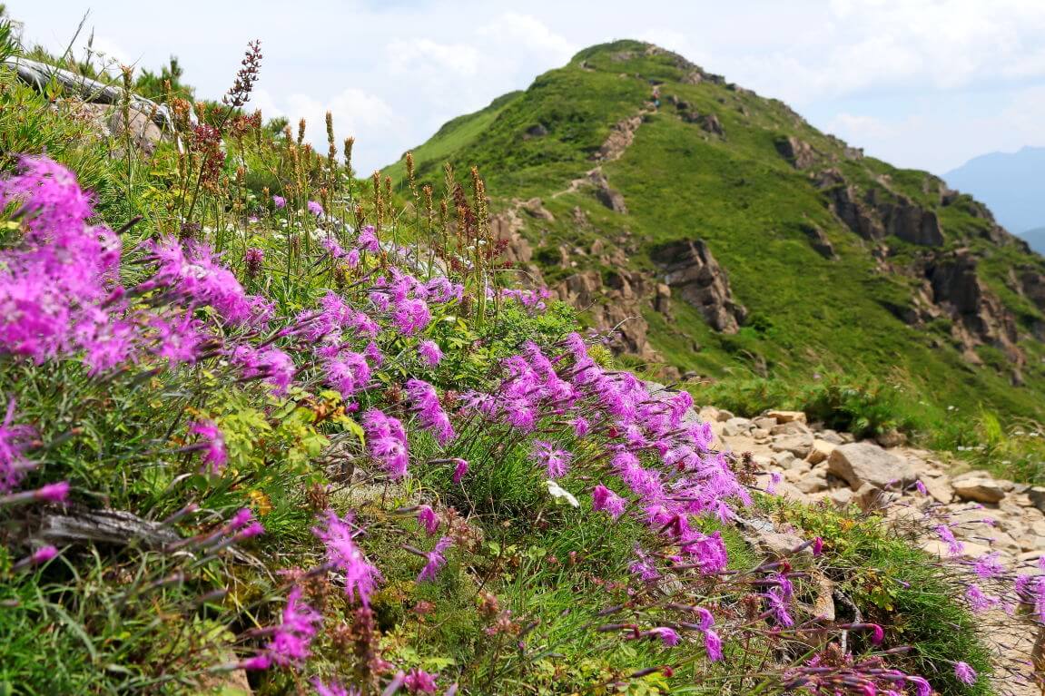 "花畑(至仏山〜小至仏山)"