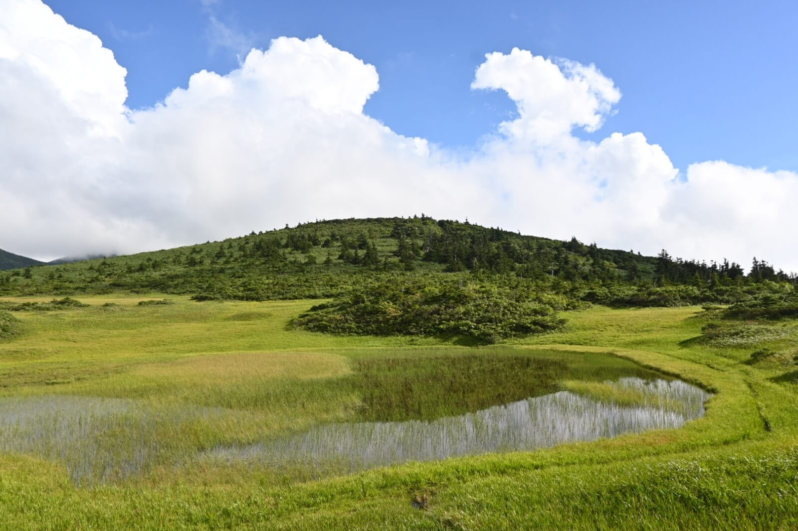 "田茂萢(たもやち)湿原"
